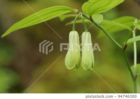 Hochakuso野草初夏 94746300