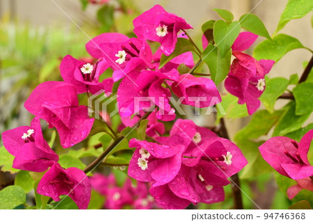 Bougainvillea that gets wet in the rain and increases the vividness of pink. The contrast between white sepals and pink bracts is vivid. Taken in Palau. Bougainvillea that gets wet in the rain and increases the vividness of pink. The contrast between white sepals and pink bracts is vivid. Taken in Palau. 94746368