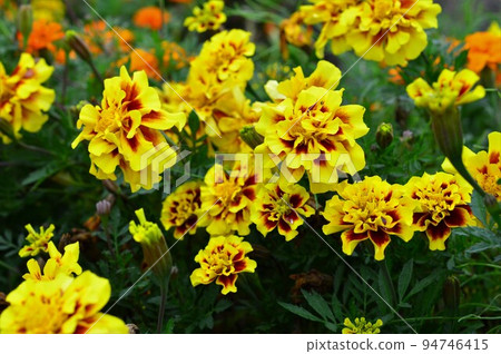 萬壽菊（孔雀草、饅頭菊） 94746415