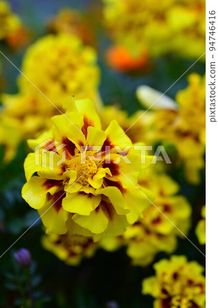 萬壽菊（孔雀草、饅頭菊） 94746416