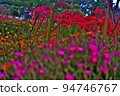 portulaca and red spider lily 94746767