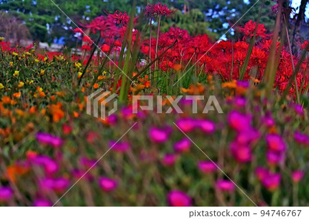 portulaca and red spider lily 94746767