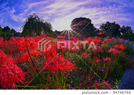 Red spider lily and rays of light Red spider lily and rays of light 94746768