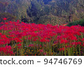Manjushage and Portulaca 94746769