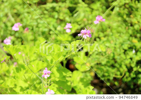 Rose geranium flowers Rose geranium flowers 94746849