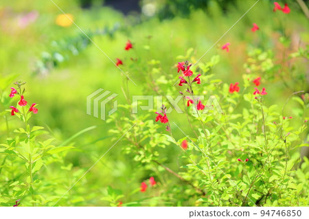 Cherry sage flowers 94746850