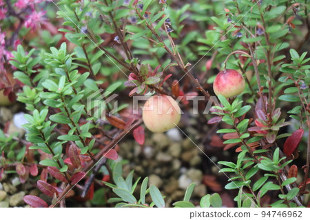Omino蔓越莓果實的風景 94746962