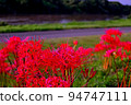 Cluster amaryllis 94747111