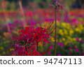 Loneliness in the red spider lily that is about to end 94747113