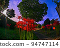 Rays of light and red spider lilies with a fisheye 94747114