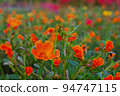 Portulaca 94747115