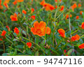 cute portulaca 94747116