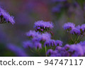 Age thistle?? 94747117