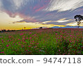 Red buckwheat flowers 94747118