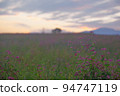 Red buckwheat flower and one tree 94747119