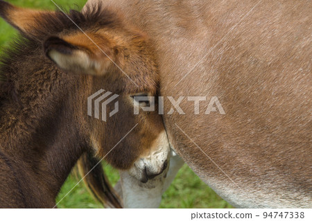 baby donkey head jackass farm mother animal colt livestock 94747338