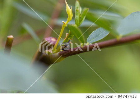 Close-up photo of a small insect In the backyard in Bangkok Thailand, perched on a leaf, selective focus. green blur background. Position it in the center of the image to crop it to compose the shot. 94747418