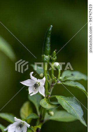 White chili flower with green pepper also attached to the pole and petiole in the garden. Green blur background. Selective focus. 94747419