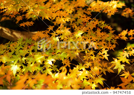 Autumn leaves Autumn leaves 94747458