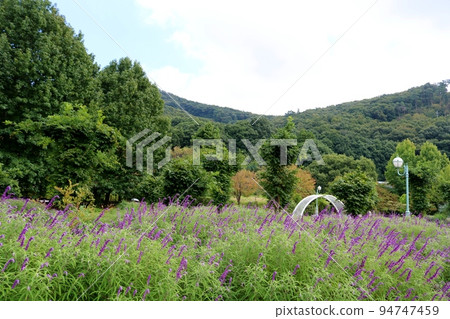Blue sage flowers that bloom refreshingly in mild autumn Mikamoyama Herb Garden Blue sage flowers that bloom refreshingly in mild autumn Mikamoyama Herb Garden 94747459
