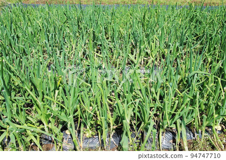 許多洋蔥田 94747710