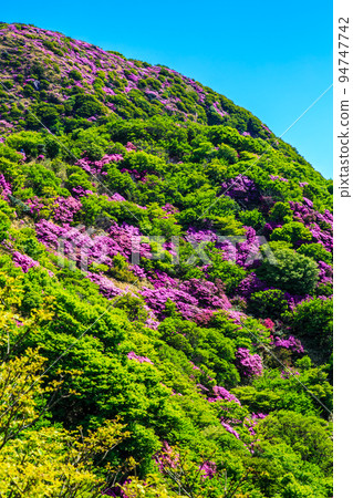 國見岳的美山霧島[長崎縣雲仙市] 94747742