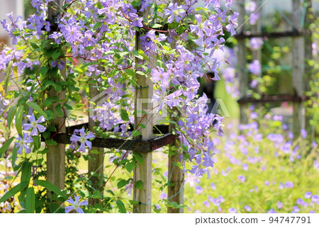 Clematis flower 94747791