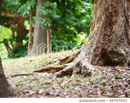 In a quiet forest 94747833