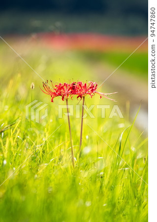 cluster amaryllis in the field 94747860