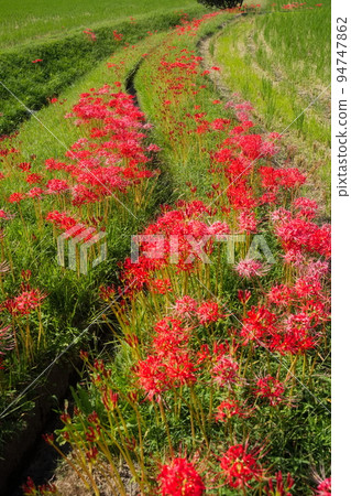 cluster amaryllis in the field 94747862