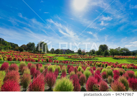 Yuni Garden 地膚子在你眼前展開 94747967