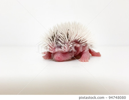 Hedgehog baby Hedgehog baby 94748080