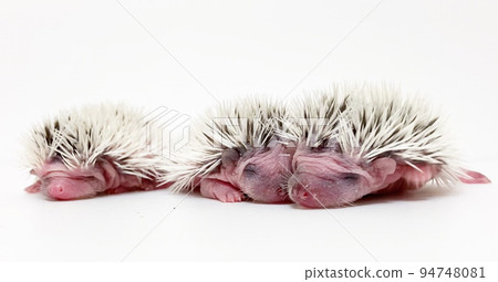 三個刺猬寶寶 三個刺猬寶寶 94748081