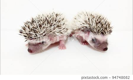 Hedgehog baby Hedgehog baby 94748082