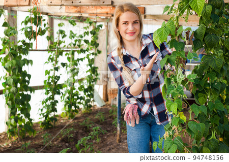 Woman farmer harvesting green peas in a greenhouse 94748156