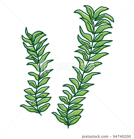 crispy wave plant Crispy Wave Fern (Asplenium nidus 'Crispy Wave')  Cedar Bridge Botanicals