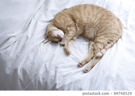 貓的日常生活(已經完全長大) 貓的日常生活(已經完全長大) 94748529