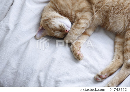 貓的日常生活（已經完全長大） 94748532