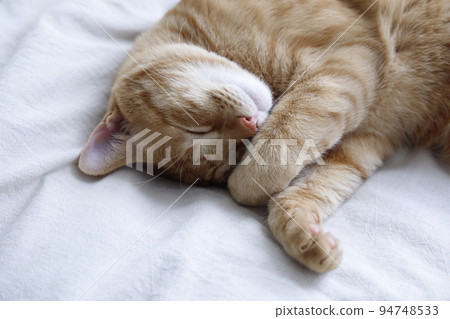 貓的日常生活（已經完全長大） 94748533