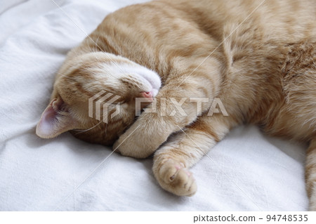 貓的日常生活(已經完全長大) 貓的日常生活(已經完全長大) 94748535