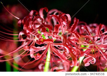 Cluster amaryllis Cluster amaryllis 94748538