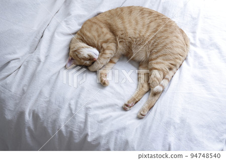 Cat's daily life (it has grown completely) Cat's daily life (it has grown completely) 94748540