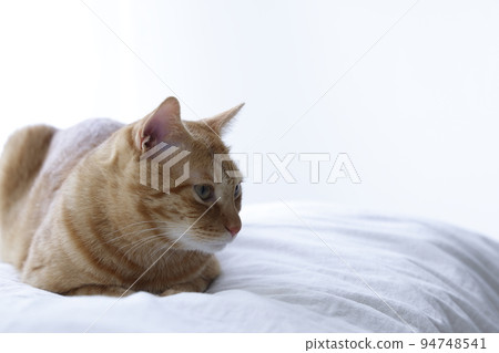 Cat's daily life (it has grown completely) Cat's daily life (it has grown completely) 94748541