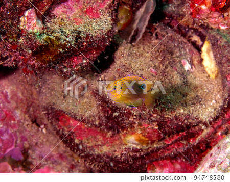 Black eyed sparrow Black eyed sparrow 94748580