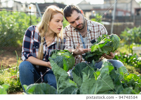 Couple of young gardeners picking fresh cabbage in sunny garden Couple of young gardeners picking fresh cabbage in sunny garden 94748584