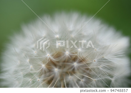 蒲公英的絨毛 蒲公英的絨毛 94748857