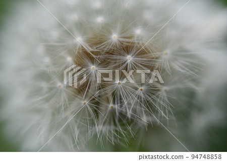 Dandelion's fluff Dandelion's fluff 94748858