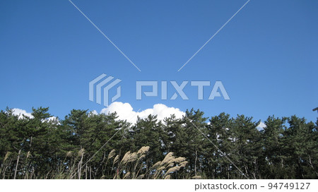 Pampas grass, green pine forest, blue sky and white clouds Pampas grass, green pine forest, blue sky and white clouds 94749127