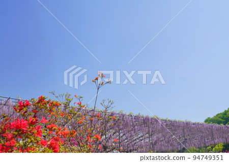 Ashikaga Flower Park wisteria flower 94749351
