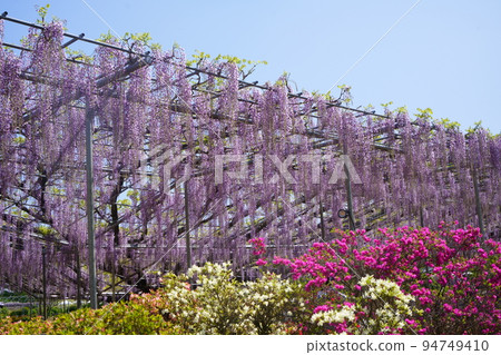 足利花公園紫藤花 94749410